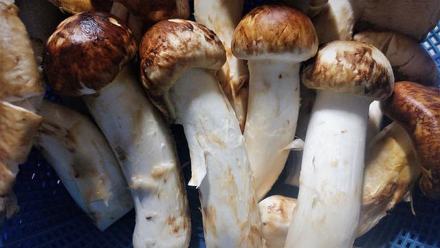 matsutake-mushrooms-3697359_640.jpg